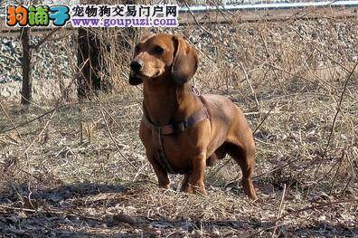 健康手册 腊肠犬缺乏维生素引起的疾病