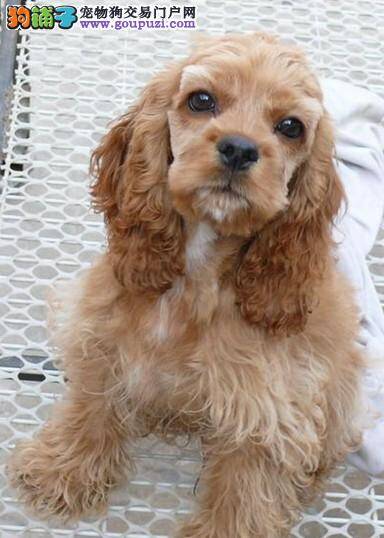 急 可卡犬得了尿结石该怎么治疗
