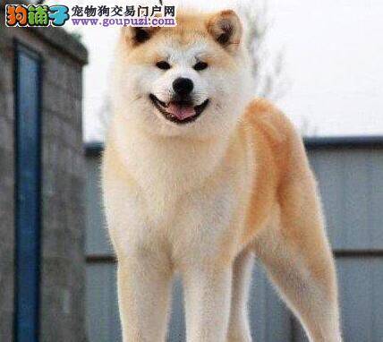 秋田犬每天吃多少狗咬胶呢 求解答