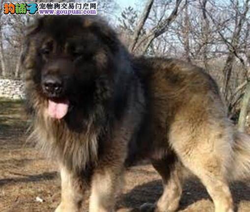 喂养高加索犬幼犬的宗旨和关键是什么