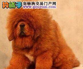 饲养藏獒时主人必须要做的训练有哪些