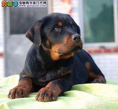 怎么教50几天的罗威纳犬定点大小便