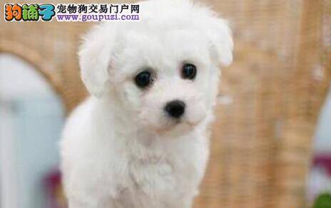 怎样喂养初来乍到的比熊犬幼犬