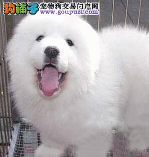 断绝大白熊犬的一些不良习惯