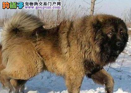 预防高加索犬成为咬人大王的措施