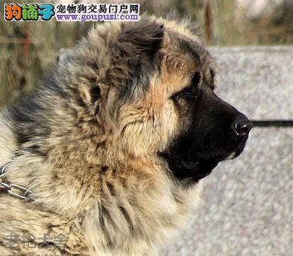 关爱高加索犬健康 从了解耳部开始