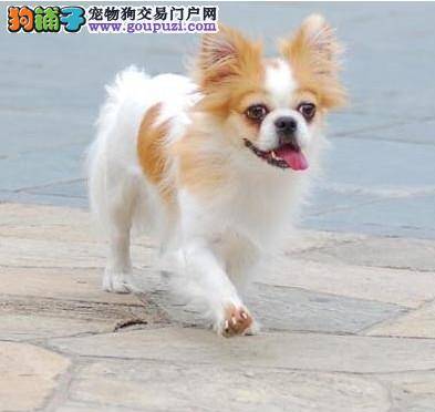 蝴蝶犬用哪种体外驱虫药物好