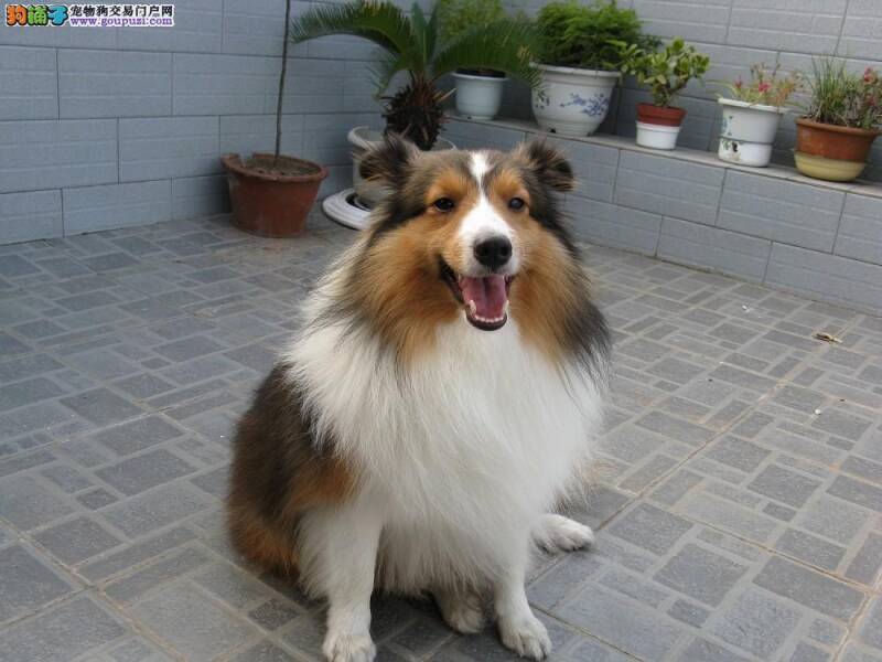 喜乐蒂犬多大开始吃美毛粉 多大换毛呢