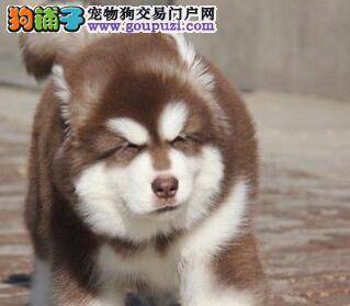 护理妙招  怎样给阿拉斯加犬护理牙齿