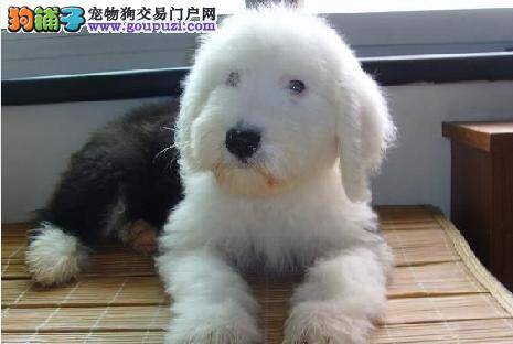古代牧羊犬的饲养管理方法介绍