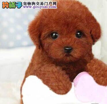 给贵宾犬穿衣服时需要注意的事项