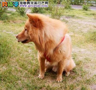 与主人形影不离的秋田犬是怎样训练出来的