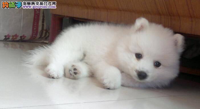 求科普一些关于银狐犬上厕所的知识