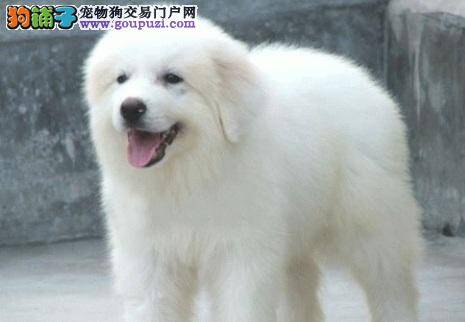 怎样及时制止大白熊狗狗扑向陌生人