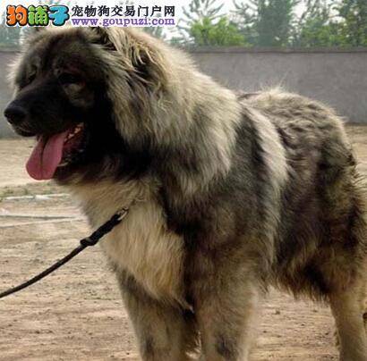 美容问答题 给高加索犬做美容要注意的问题