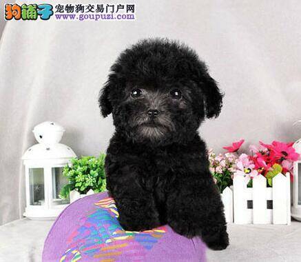 贵宾犬的毛发鼻头颜色逐渐变浅 是什么原因导致的