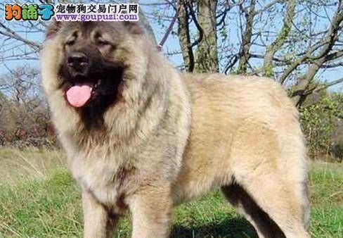 健康必知 高加索犬容易出现哪些疾病状况