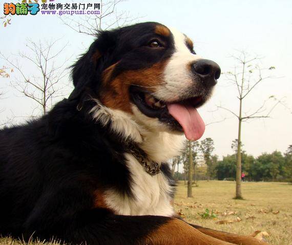 效能训练手册之如何让伯恩山犬成为优秀宠物