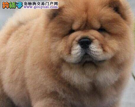 松狮犬可以吃大蒜吗，松狮犬能吃大蒜吗