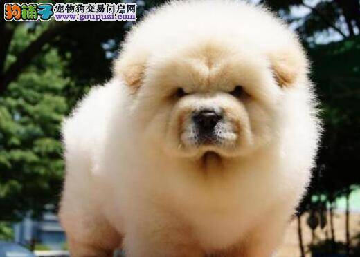 主人们应该详细的了解松狮犬的性格