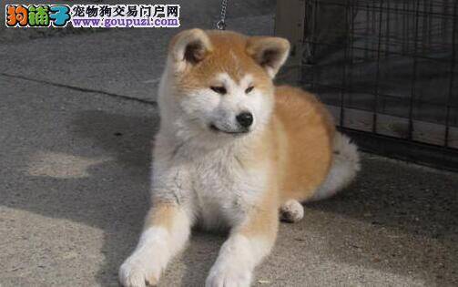 秋田犬注射疫苗期间可以外出溜达吗