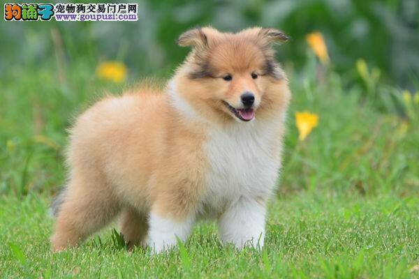 怎样培养苏格兰牧羊犬的野性