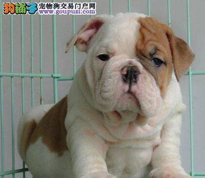 宠物医生话保健  皮肤病对斗牛犬有哪些伤害