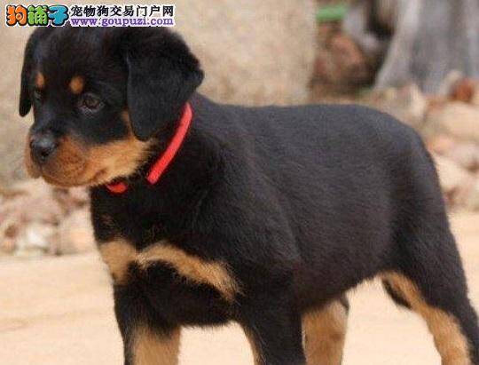 产后知识之如何解决罗威纳犬分娩后不爱进食问题