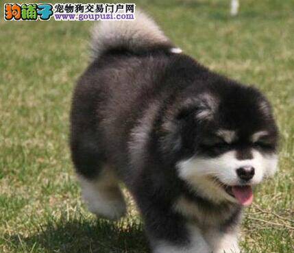 新生犬护理 怎样照顾阿拉斯加雪橇犬幼犬