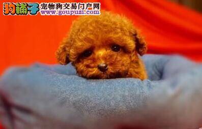 初购泰迪犬生病了怎么办
