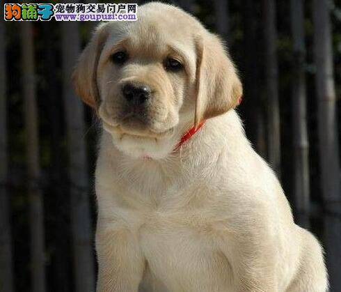 拉布拉多犬幼犬的饲养知识大公开