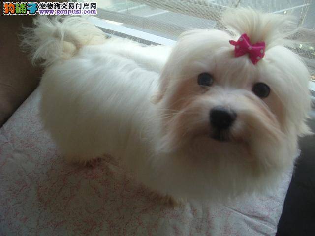 初次照顾马尔济斯犬的关键在于食物与疫苗