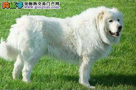 大白熊犬补钙我们要依量而行才更健康