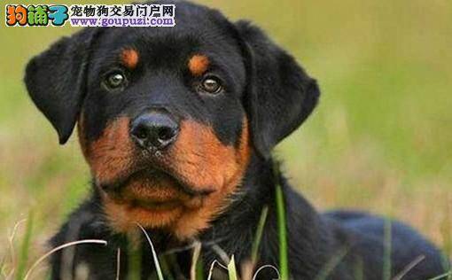 春夏秋冬 护理罗威纳犬的健康好方法