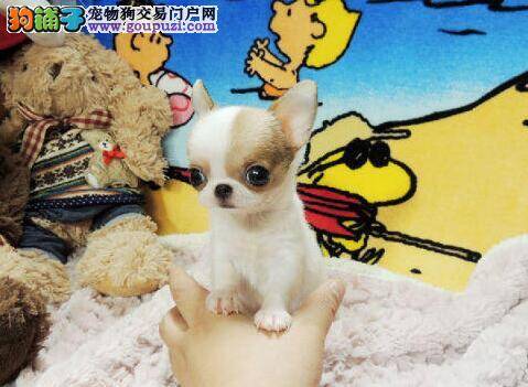 如何让吉娃娃学会站立姿势