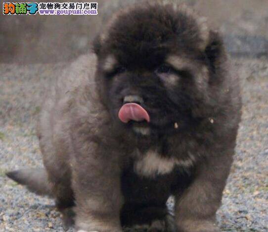 高加索犬幼犬的如厕训练正在进行中