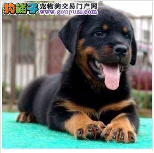 生活误区 喂养罗威纳犬会遇到哪些问题