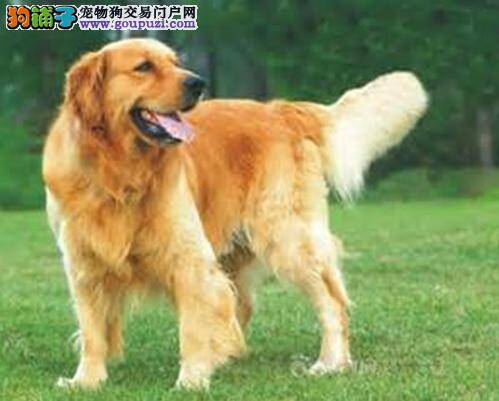 狗狗心理学解密 分析金毛犬的复仇心理