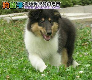 求救 怎么制止苏格兰牧羊犬随地大小便的行为