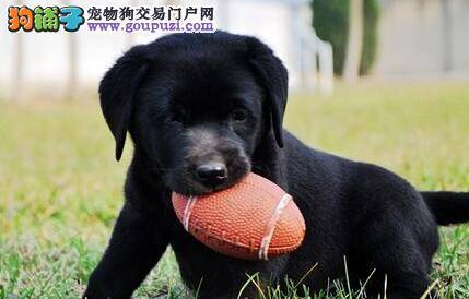 拉布拉多犬的耳朵很热是生病了吗