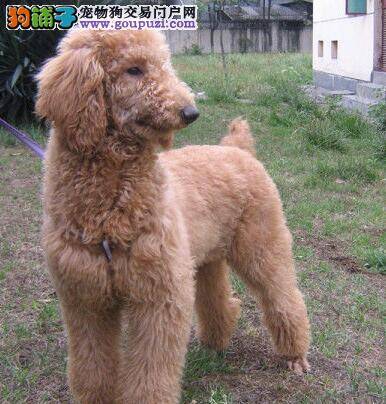 四个月的贵宾犬带出去不知道上厕所怎么办