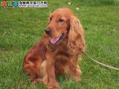 可卡犬的日常饮食与养护小知识