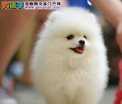 外出无烦恼 防治博美犬晕车的方法