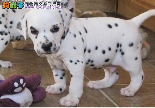 科学喂养斑点狗不得不知的五点小常识