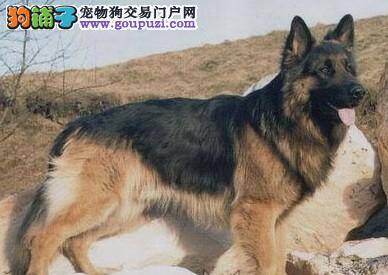 揭秘德国牧羊犬的睡眠模式有哪些奥秘