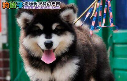昨晚被阿拉斯加犬咬了需要打针吗
