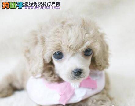 贵宾犬自行换胎毛好 还是人工剃毛好