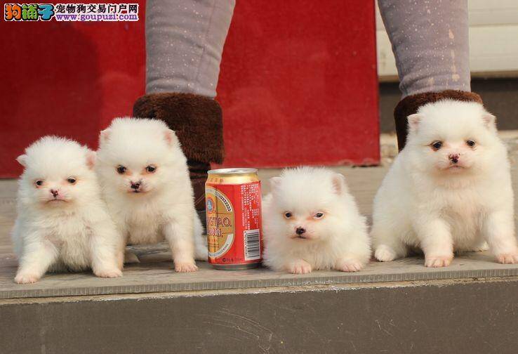 银狐犬拉肚子流鼻涕怎么治疗好