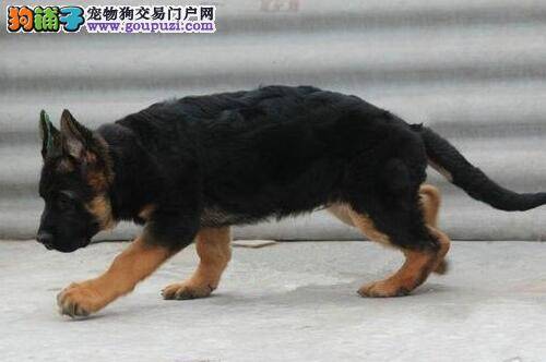 杜绝肥胖 如何防止德国牧羊犬出现肥胖症