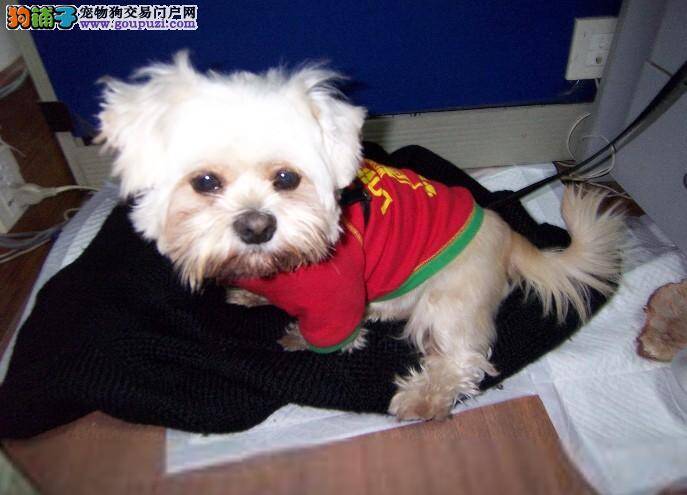 日常生活中如何科学护理京巴犬